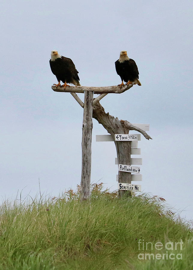 Two Beach Bald Eagles Photograph by Carol Groenen