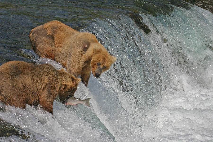 Two Bears one catch Photograph by Ed Stokes