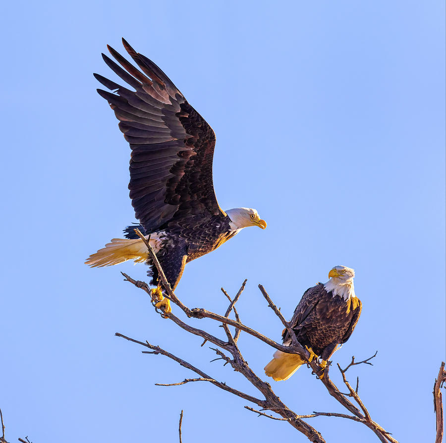 Two beautiful Bald Eagles in treetop Photograph by James Brey - Fine ...