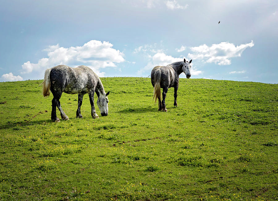 Two Beautiful Horses Photograph by Deborah Penland
