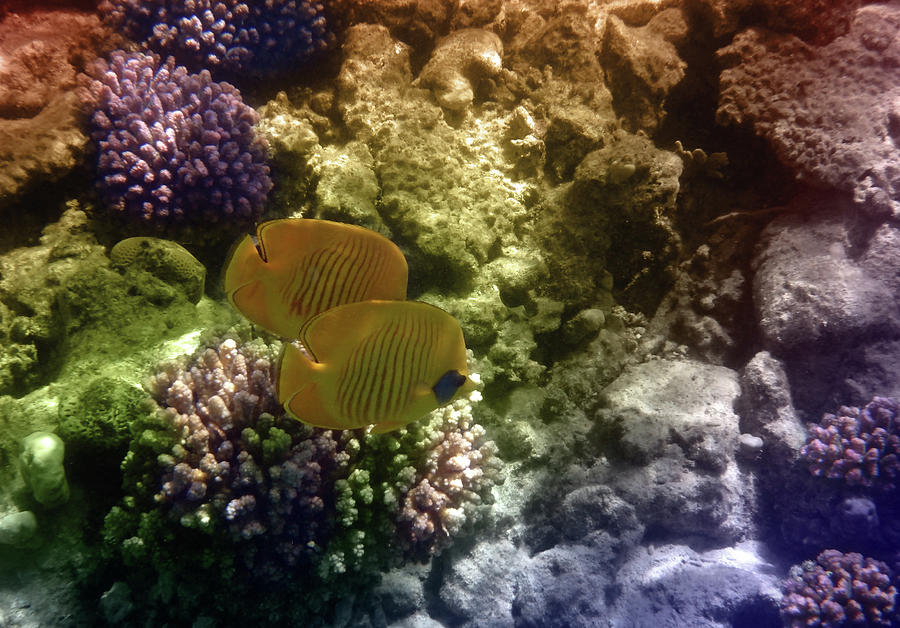 Two Beautiful Masked Butterflyfish Among the Red Sea Corals Mixed Media by Johanna Hurmerinta