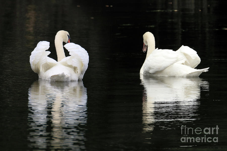 Two Beautiful Swans Photograph by Terri Waters