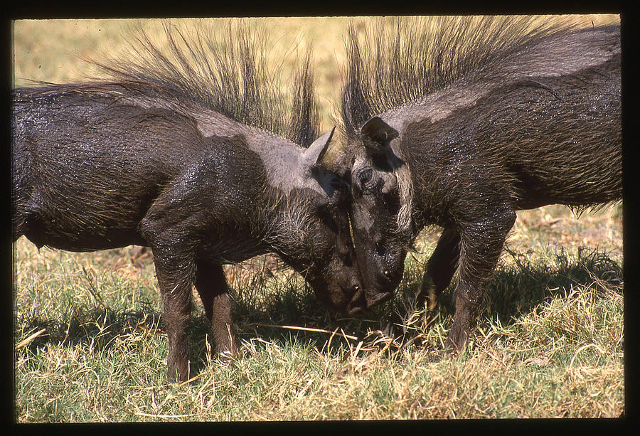 Two Beautiful Warthogs Photograph by Russel Considine