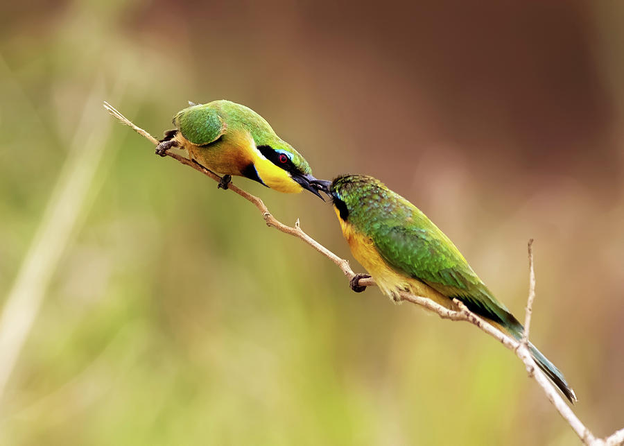 Wildlife Photograph - Two Bee-Eater birds Sharing a Meal by Good Focused