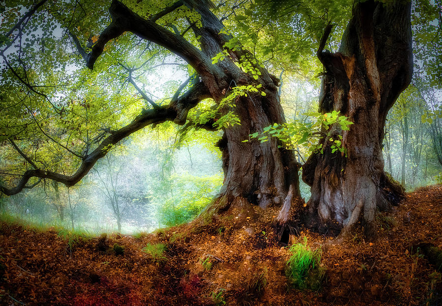 Two beech trees  Photograph by Remigiusz MARCZAK