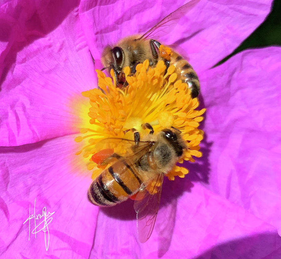 Two Bees Grooving On A Flower Painting by DC Langer