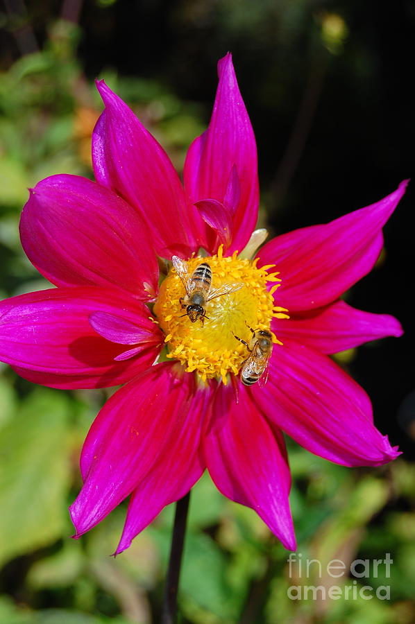Two Bees on Pink Dahlia Photograph by Debra Thompson - Pixels