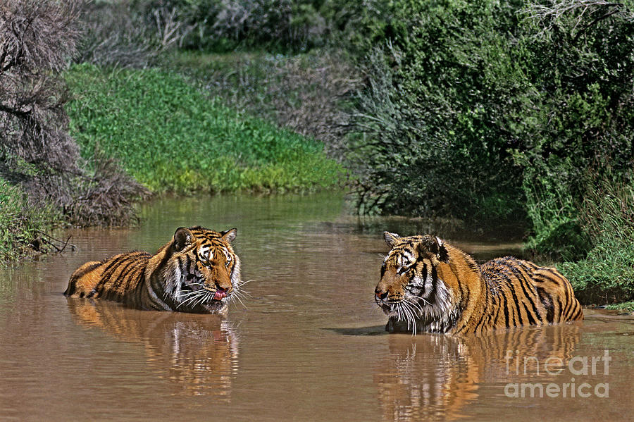 Two Bengal Tigers Bathing Photograph by Dave Welling