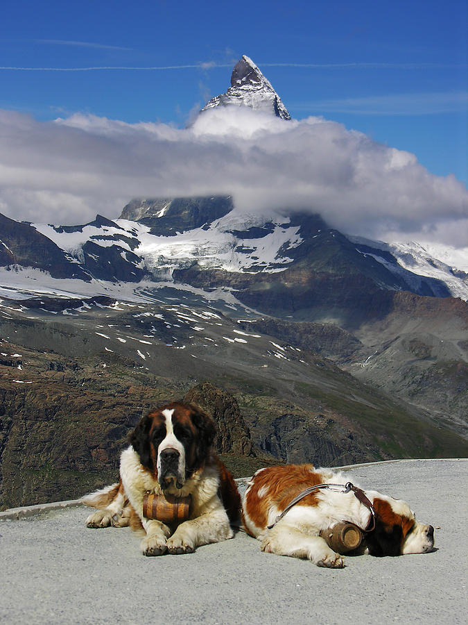 two bernhardine dogs on the Gornergrad near Zermatt. In the background the Matterhorn, Valais, Switzerland Photograph by Meinrad Riedo