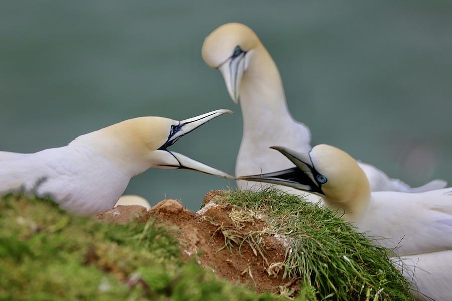 Bird Photograph - Two bickering gannets  by Tony James Williams
