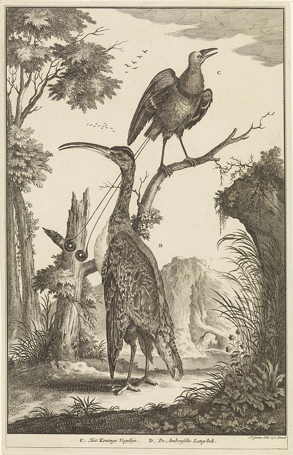 Two birds a bird of paradise and an Ambonse Langbek, Jan Goeree, 1680 ...