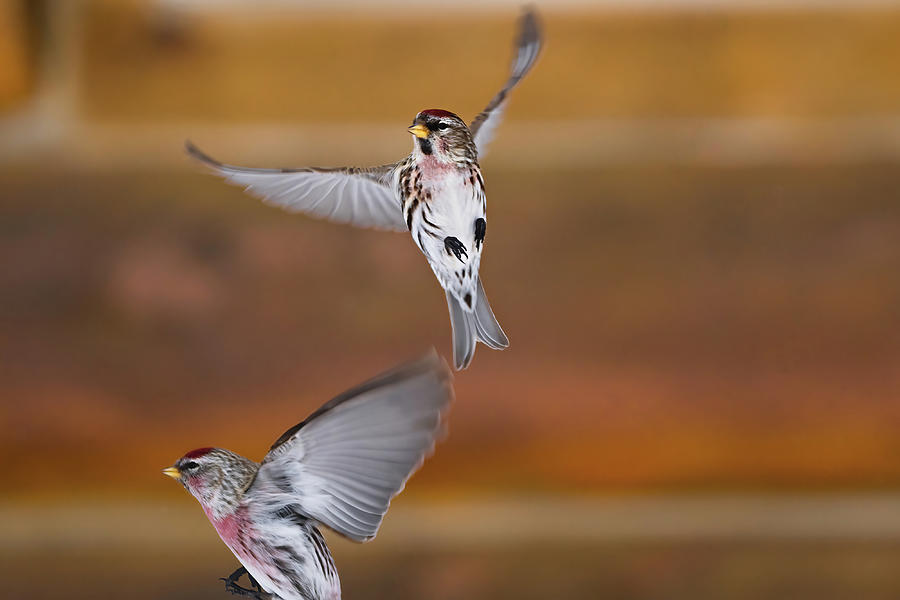 Two Birds At Flight Photograph by Julieta Belmont
