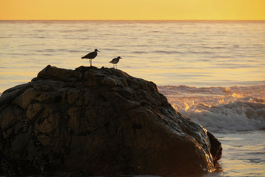 Two Birds Atop a Rock at Sunset Photograph by Matthew DeGrushe
