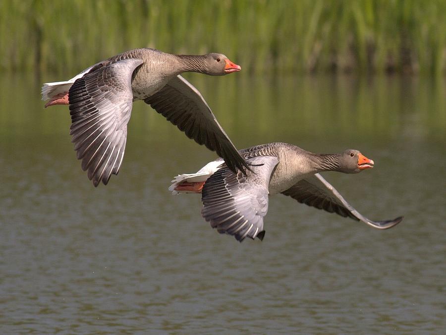 Two Birds Flying Digital Art by Sam Adams - Fine Art America