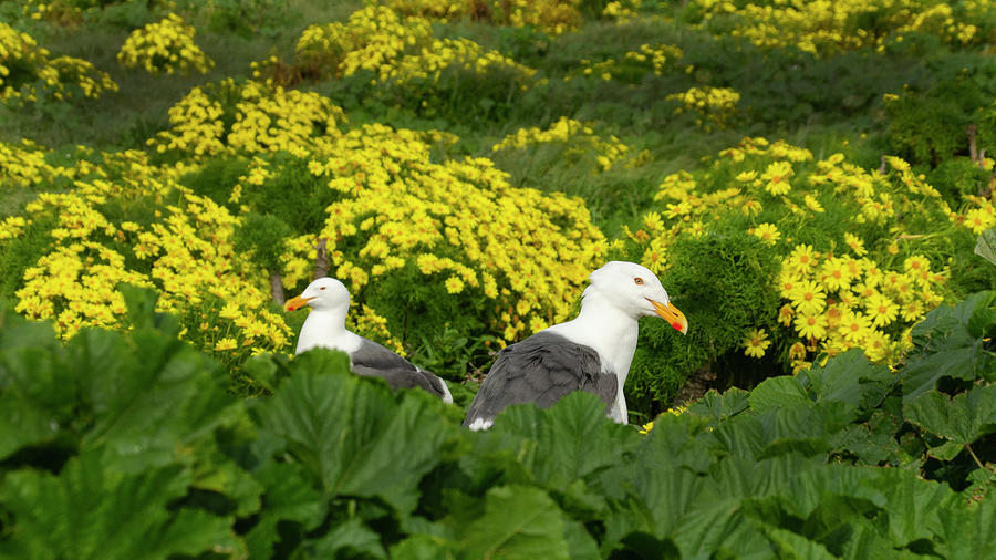 Two Birds in a bush, Western Seagulls  Photograph by Karen Cox