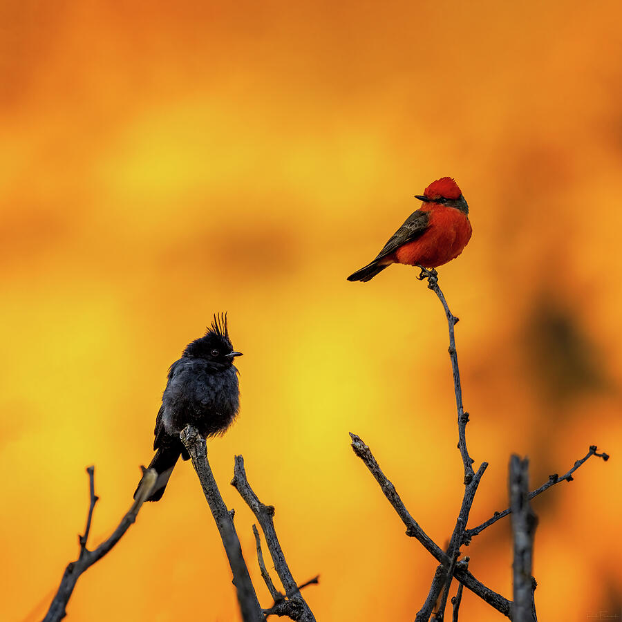 Two Birds of a Feather Photograph by Rick Furmanek