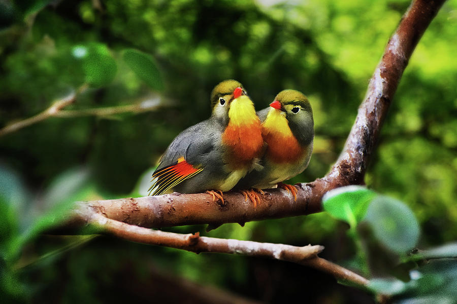 Two birds on branch in forest - Nature photo Photograph by Stephan Grixti