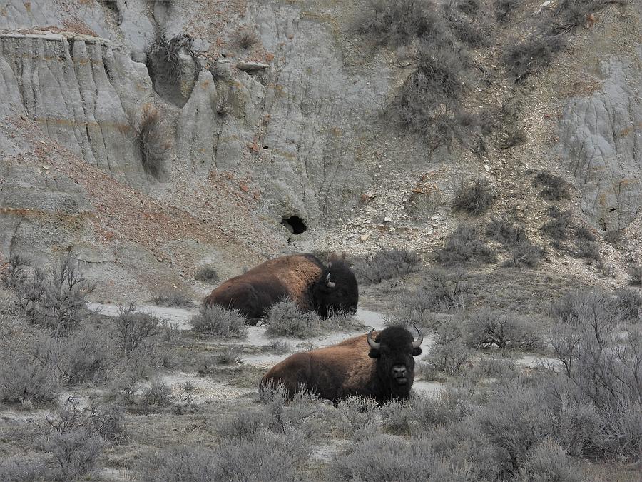 Two Bison Bulls Photograph by Amanda R Wright