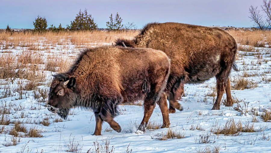 Two Bison Grazing in Winter at Sunset Photograph by Mary Tastad Two Bison Grazing in Winter at Sunset Photograph by Mary Tastad