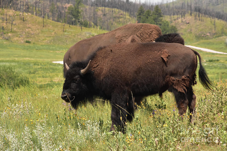 Two Bison in a Big Field in Rural South Dakota Photograph by DejaVu ...