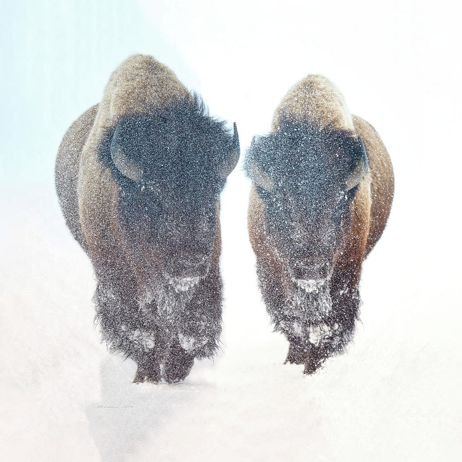 During a snowstorm in Yellowstone National Park, two bison move through the snow.   Painting by Lena Owens - OLena Art Vibrant Palette Knife and Graphic Design