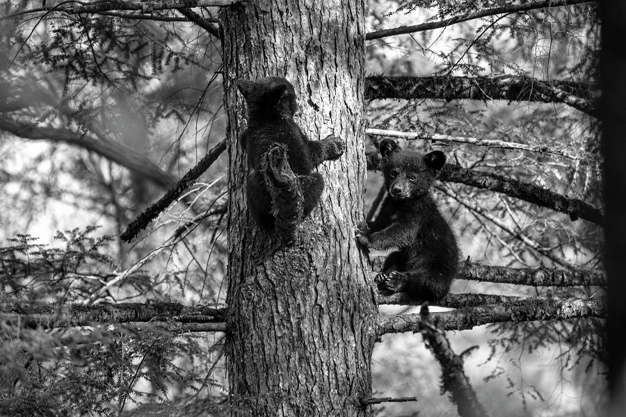 Two black bear cubs up a tree playing    BW Photograph by Dan Friend