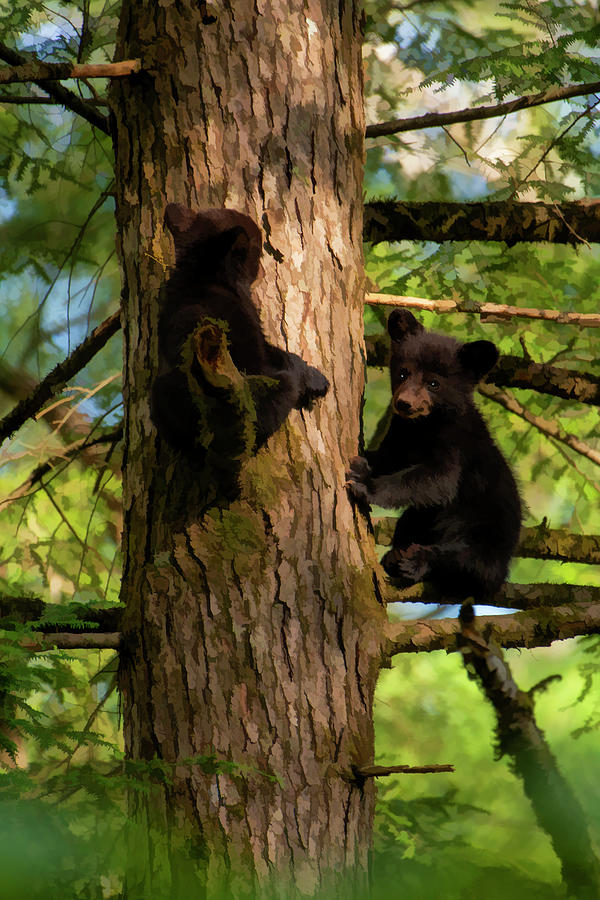 Two black bear cubs up a tree playing    paintographhy Photograph by Dan Friend