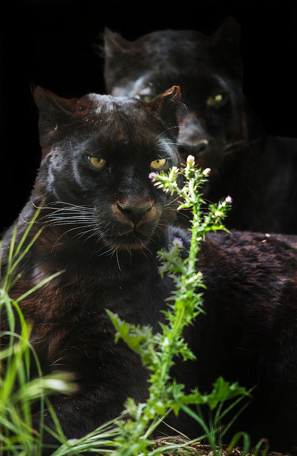 Two black panthers sitting rounded with vegetation and black background Photograph by Daniel Hernanz Ramos