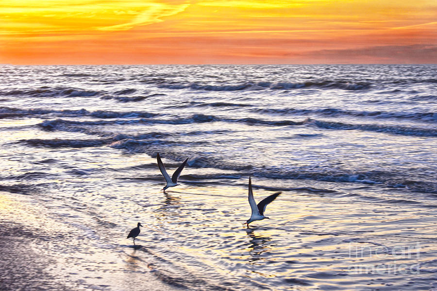 Two Black Skimmers At Sunrise Photograph