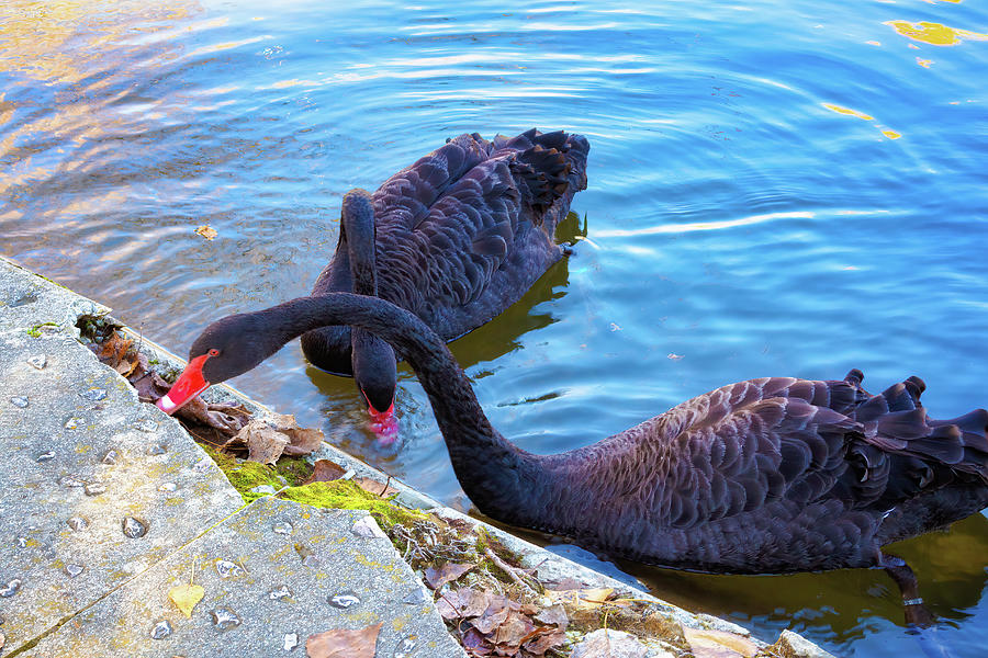 Two black swans eating in lake - Glamor Edition  Photograph by Jordi Carrio Jamila