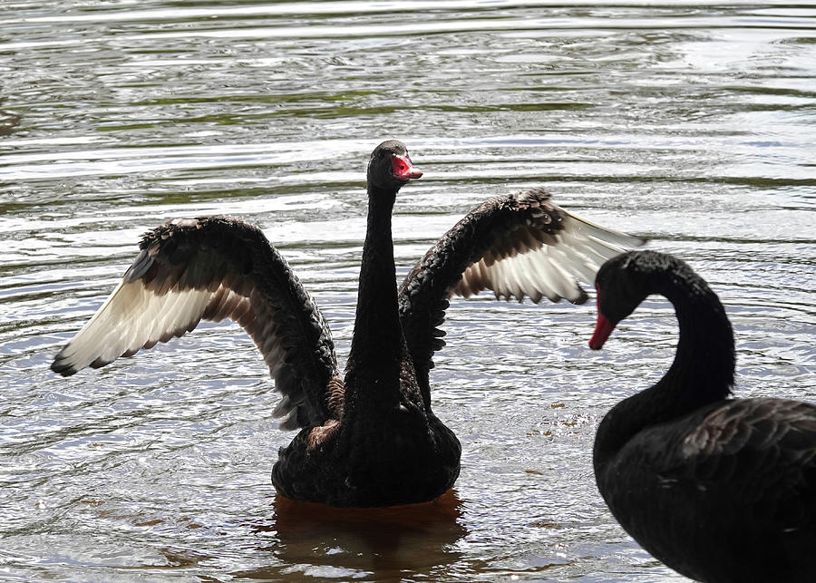 Two Black Swans Photograph by Maryse Jansen