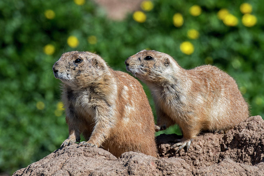Two Black-Tailed Prairie Dogs Photograph by Arterra Picture Library