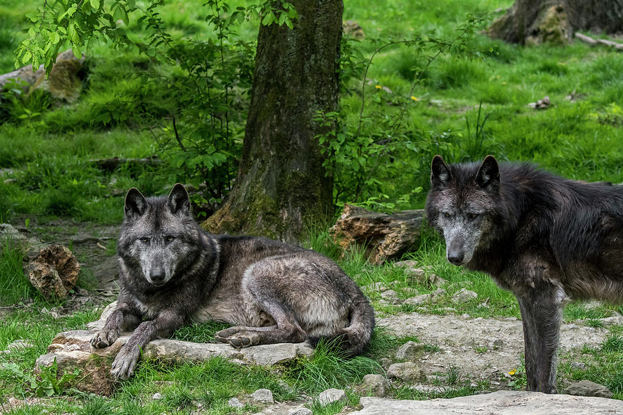 Two Black Timber Wolves in Wood Photograph by Arterra Picture Library
