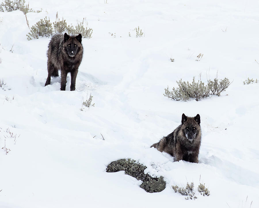 Gray Wolf Photograph - Two Black Wolves by Max Waugh