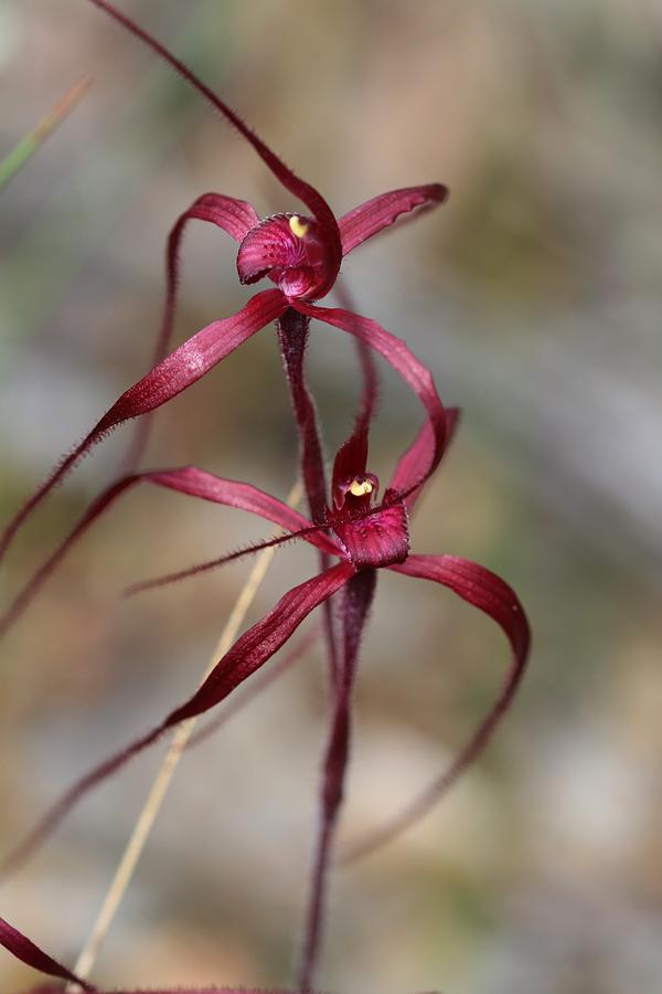 Two Blood Orchids Photograph