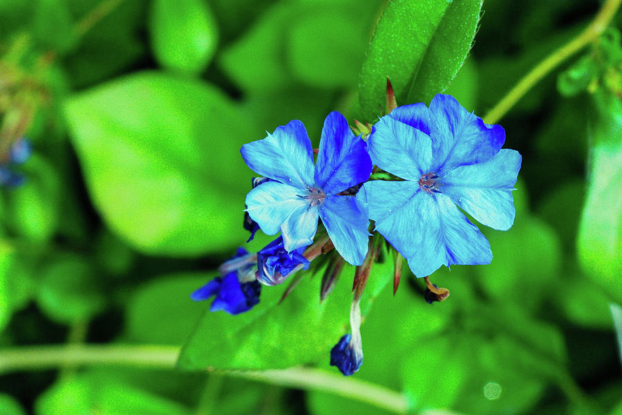 Two blue blossoms Photograph by Jeff Swan