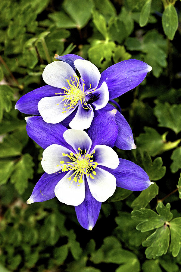 Two Blue Columbines Photograph by Bob Falcone