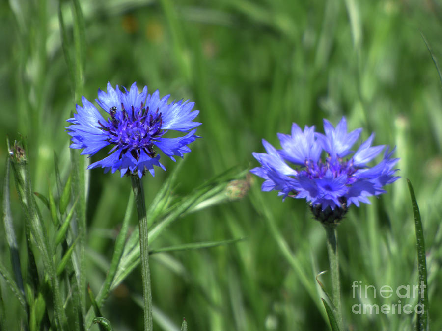 Flower Photograph - Two Blue Cornflowers by Charles Robinson