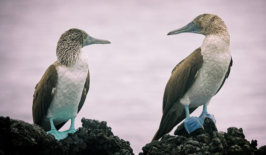 Two Blue-footed Boobies Galapagos Islands Photograph by Joan Carroll