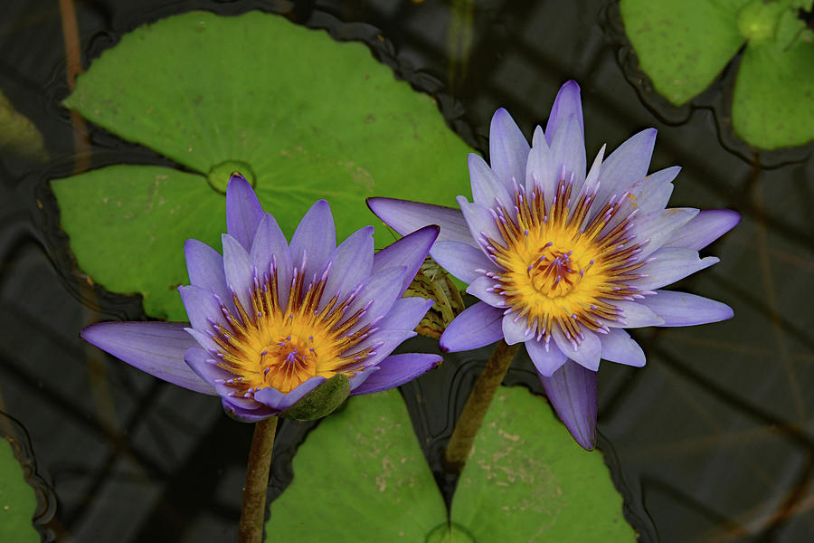 Two Blue Lotus Flowers Photograph by Robert Tubesing Fine Art America