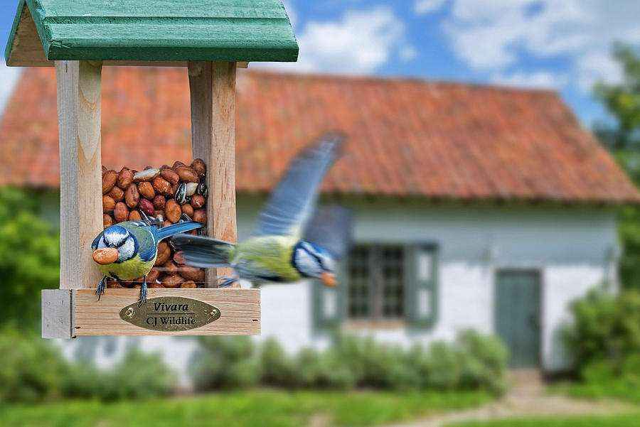 Two Blue Tits On Bird Feeder Photograph