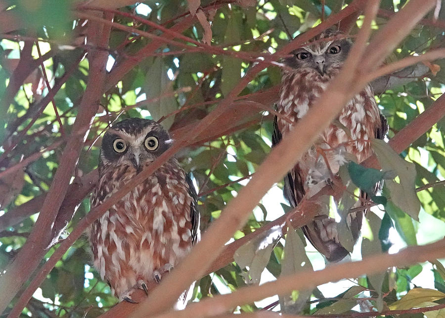 Two Boobook Owls Photograph by Maryse Jansen