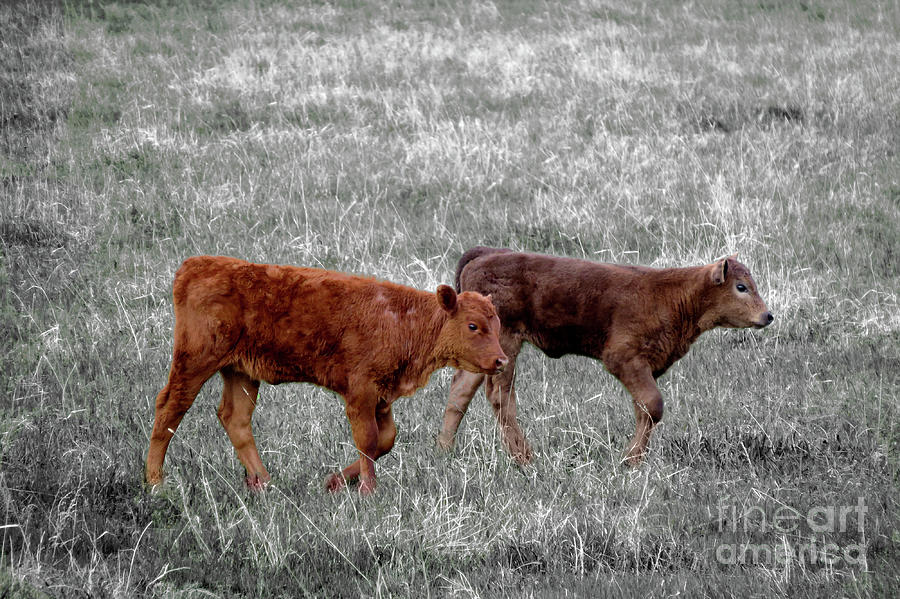 Cow Photograph - Two Brown Cows by Mary Mikawoz
