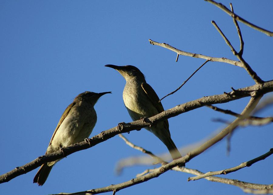 Two Brown Honey Eaters enjoying the late afternoon sun Photograph by Maryse Jansen