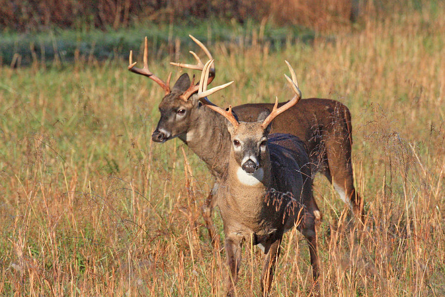 Two Bucks Photograph by Ed Stokes