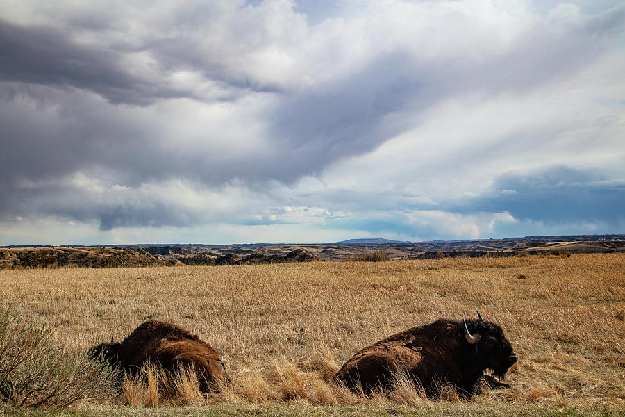 Two buffalo relaxing at Theodore Roosevelt National Park in North Dakota Photograph by Eldon McGraw