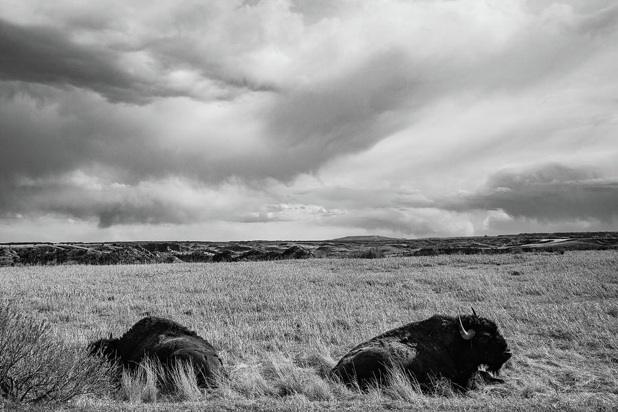 Two buffalo relaxing at Theodore Roosevelt National Park in North Dakota in black and white Photograph by Eldon McGraw