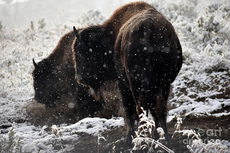 Yellowstone National Park Photograph - Two Buffalo Share Earth Wallow by Rose De Dan