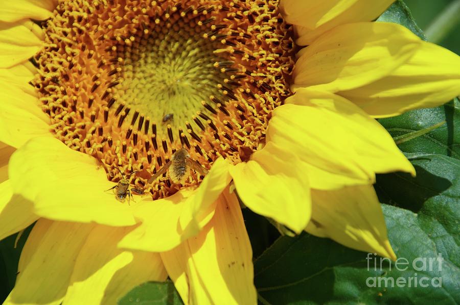 Two Bugs On A Sunflower Photograph
