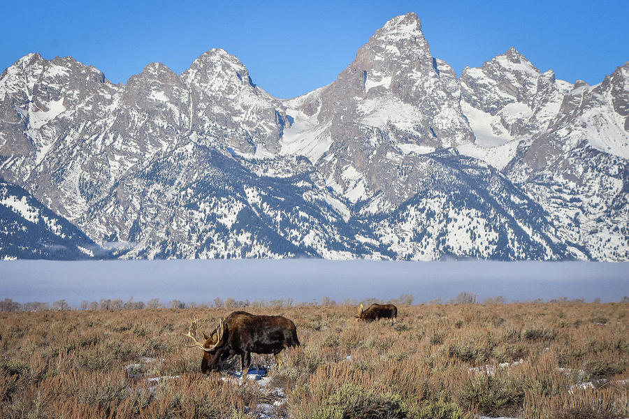 Two Bull moose and Tetons Photograph by Ed Stokes